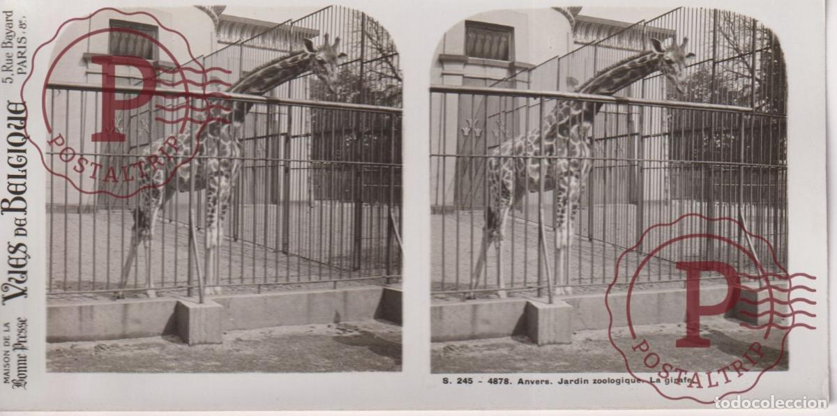 Fotografia antiga: VUES DE BELGIQUE. ANVERS. JARDIN ZOOLOGIQUE. LA GIRAFE. ESTEROSCOPICA ST&Eacute;R&Eacute;OSCOPIQUE STEREOSCOPIC +-