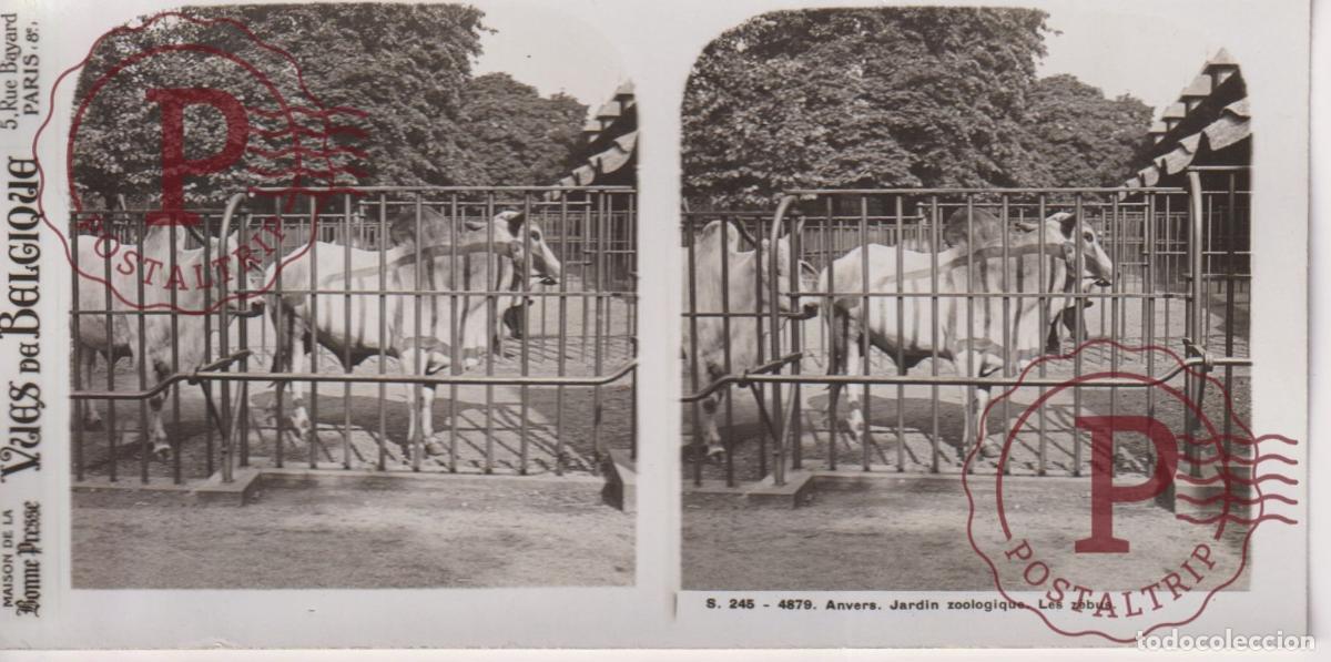 Fotografia antiga: VUES DE BELGIQUE. ANVERS. JARDIN ZOOLOGIQUE. LES ZEBUS. ESTEROSCOPICA ST&Eacute;R&Eacute;OSCOPIQUE STEREOSCOPIC +-