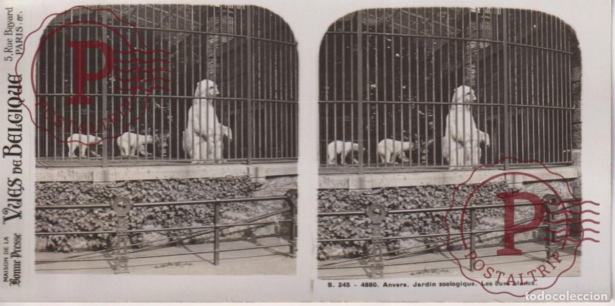 Fotografia antiga: VUES DE BELGIQUE. ANVERS. JARDIN ZOOLOGIQUE. LES OURS BLANCS. ESTEROSCOPICA ST&Eacute;R&Eacute;OSCOPIQUE STEREOSCO