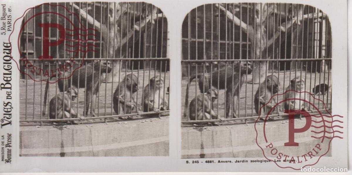 Fotografia antiga: VUES DE BELGIQUE. ANVERS. JARDIN ZOOLOGIQUE. LES SINGES. ESTEROSCOPICA ST&Eacute;R&Eacute;OSCOPIQUE STEREOSCOPIC +