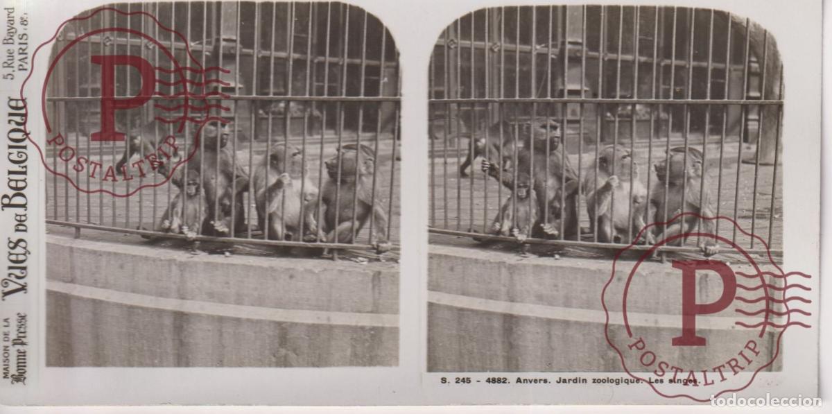 Fotograf&iacute;a antigua: VUES DE BELGIQUE. ANVERS. JARDIN ZOOLOGIQUE. LES SINGES. ESTEROSCOPICA ST&Eacute;R&Eacute;OSCOPIQUE STEREOSCOPIC +