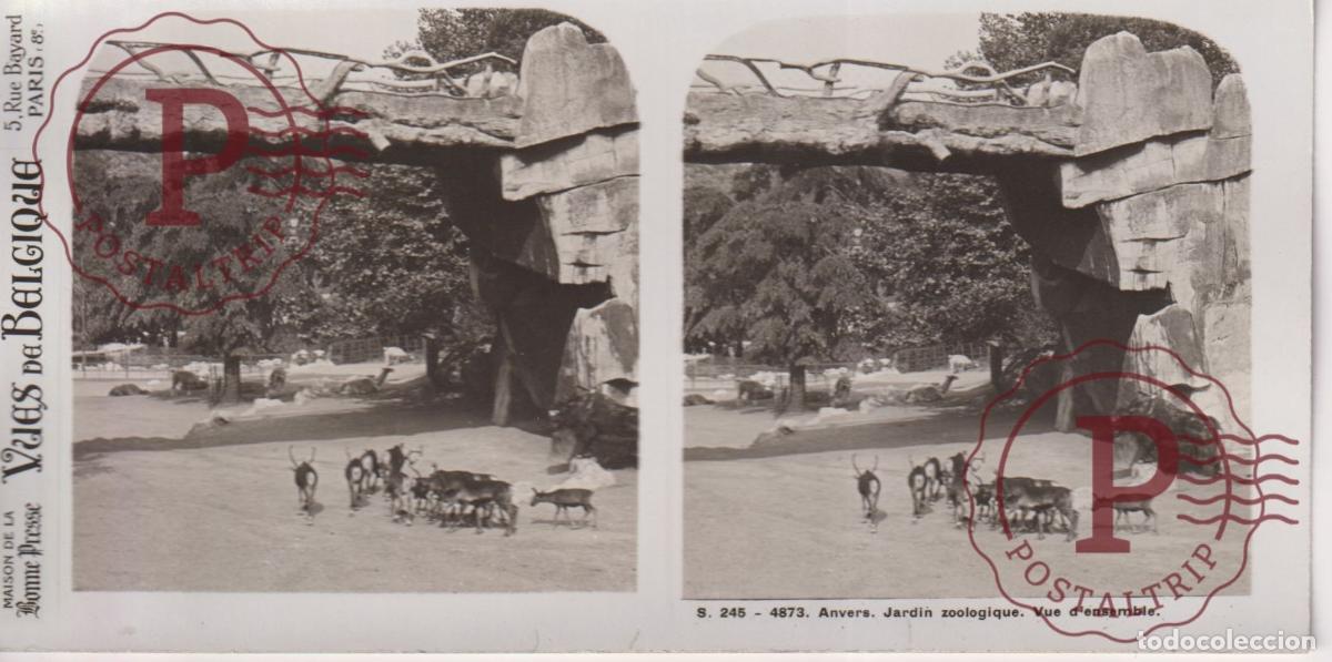 Fotograf&iacute;a antigua: VUES DE BELGIQUE. ANVERS. JARDIN ZOOLOGIQUE. VUE DENSEMBLE. ESTEROSCOPICA ST&Eacute;R&Eacute;OSCOPIQUE STEREOSCOP