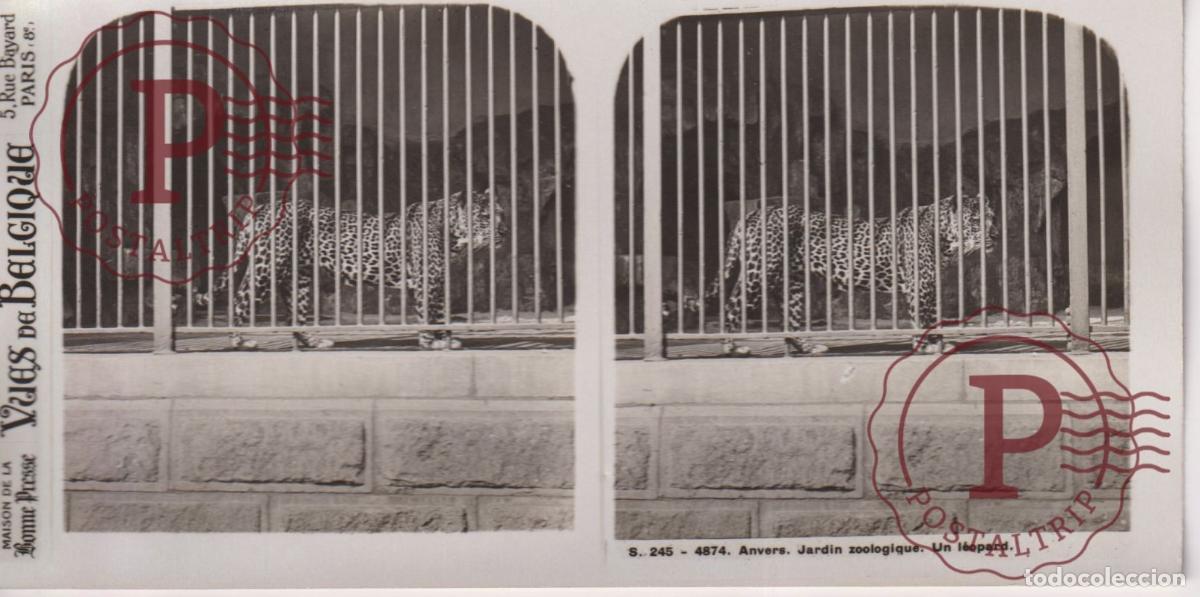 Fotograf&iacute;a antigua: VUES DE BELGIQUE. ANVERS. JARDIN ZOOLOGIQUE. UN LEOPARD. ESTEROSCOPICA ST&Eacute;R&Eacute;OSCOPIQUE STEREOSCOPIC +