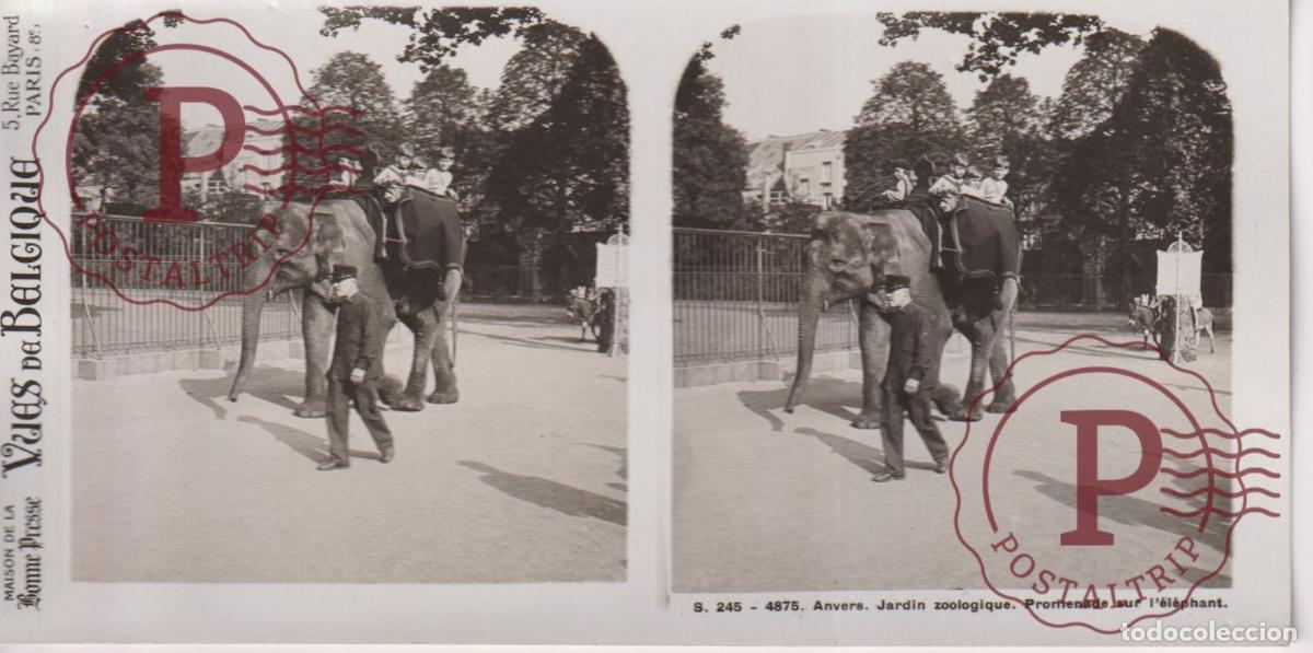 Fotograf&iacute;a antigua: VUES DE BELGIQUE. ANVERS. JARDIN ZOOLOGIQUE. PROMENADE ELEPHANT. ESTEROSCOPICA ST&Eacute;R&Eacute;OSCOPIQUE STEREO