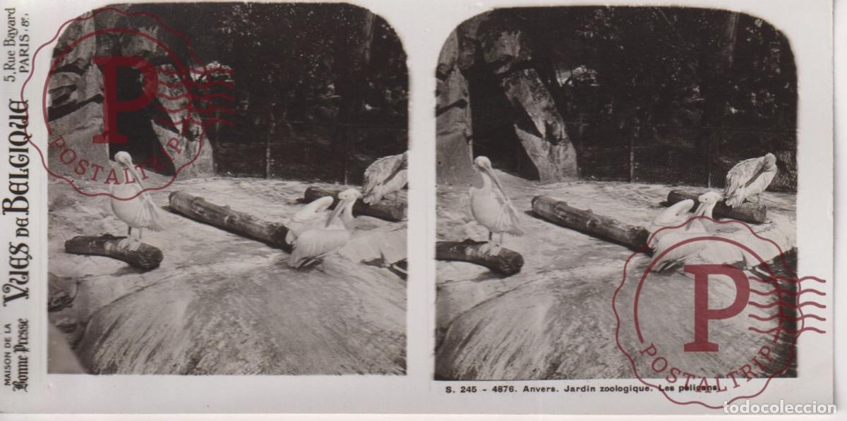 Fotograf&iacute;a antigua: VUES DE BELGIQUE. ANVERS. JARDIN ZOOLOGIQUE. LES PELICANS. ESTEROSCOPICA ST&Eacute;R&Eacute;OSCOPIQUE STEREOSCOPIC
