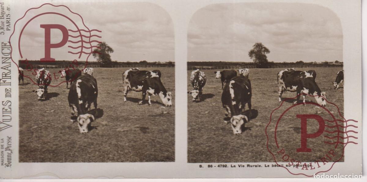Fotograf&iacute;a antigua: VUES DE FRANCE. LA VIE RURALE, LE BETAIL AU PAUTURAGE. ESTEROSCOPICA ST&Eacute;R&Eacute;OSCOPIQUE STEREOSCOPIC +-