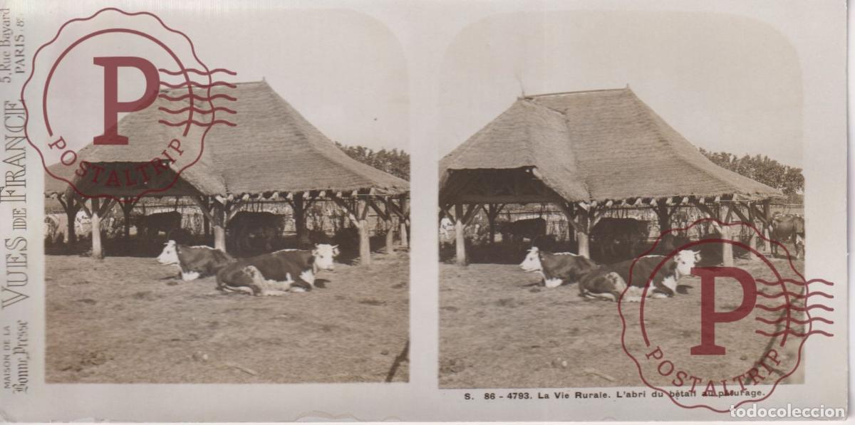 Fotograf&iacute;a antigua: VUES DE FRANCE. LA VIE RURALE, LABRI DU BETAIL AU PATURAGE. ESTEROSCOPICA ST&Eacute;R&Eacute;OSCOPIQUE STEREOSCO