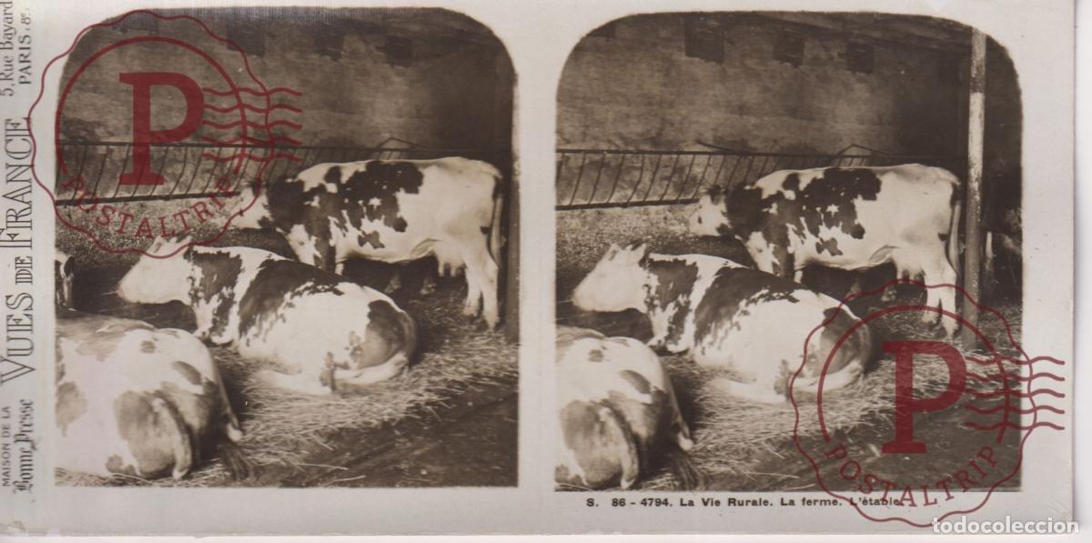 Fotograf&iacute;a antigua: VUES DE FRANCE. LA VIE RURALE, LA FERME LETABLE. ESTEROSCOPICA ST&Eacute;R&Eacute;OSCOPIQUE STEREOSCOPIC +- 17.5