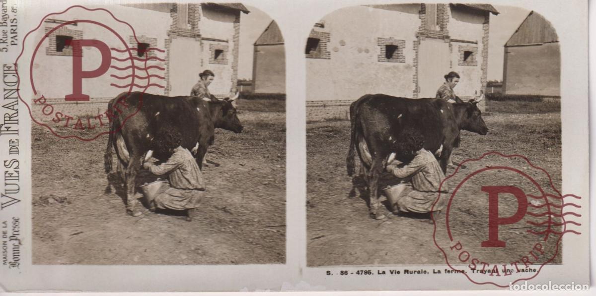 Fotograf&iacute;a antigua: VUES DE FRANCE. LA VIE RURALE, LA FERME TRAYANT UNE VACHE. ESTEROSCOPICA ST&Eacute;R&Eacute;OSCOPIQUE STEREOSCOPI