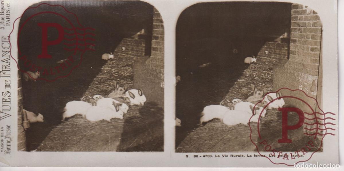Fotograf&iacute;a antigua: VUES DE FRANCE. LA VIE RURALE, LA FERME PETITS LAPINS. ESTEROSCOPICA ST&Eacute;R&Eacute;OSCOPIQUE STEREOSCOPIC +-