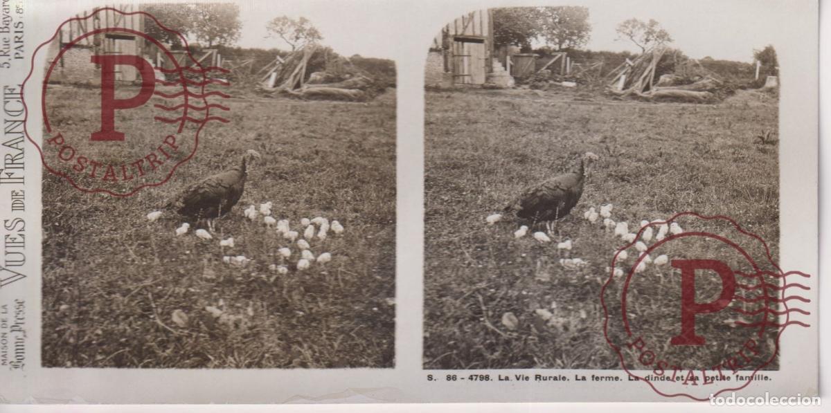 Fotograf&iacute;a antigua: VUES DE FRANCE. LA VIE RURALE, LA FERME LA DINDE PETITE FAMILLE. ESTEROSCOPICA ST&Eacute;R&Eacute;OSCOPIQUE STERE