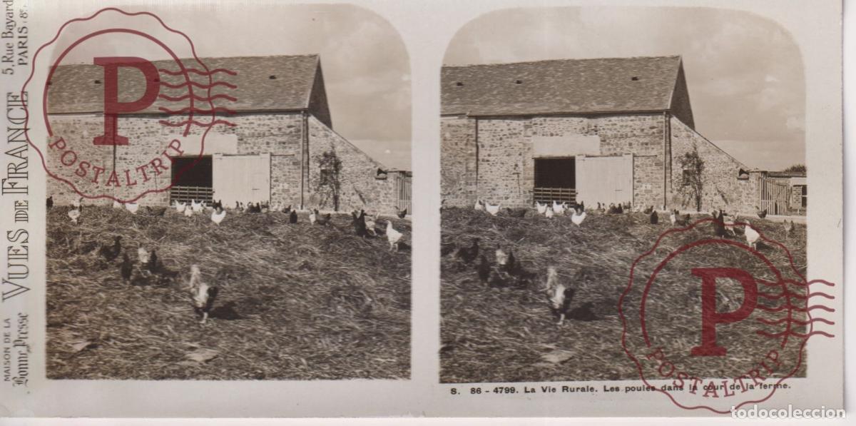 Fotograf&iacute;a antigua: VUES DE FRANCE. LA VIE RURALE, LA FERME LES POULES. ESTEROSCOPICA ST&Eacute;R&Eacute;OSCOPIQUE STEREOSCOPIC +- 17