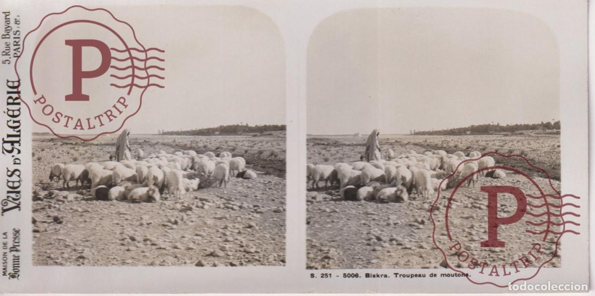 Fotograf&iacute;a antigua: VUES DALGERIE. ARGELIA. BISKRA. TROUPEAU DE MOUTONS. ESTEROSCOPICA ST&Eacute;R&Eacute;OSCOPIQUE STEREOSCOPIC +- 1