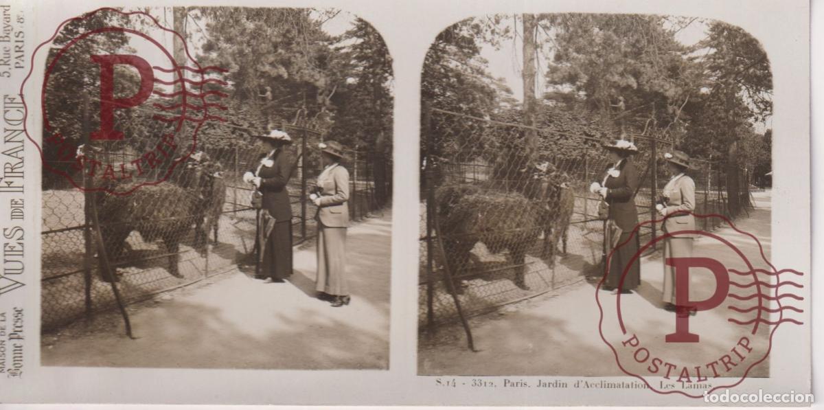 Fotograf&iacute;a antigua: VUES DE FRANCE. PARIS. JARDIN DACCLIMATATION. LES LAMAS. ESTEROSCOPICA ST&Eacute;R&Eacute;OSCOPIQUE STEREOSCOPIC