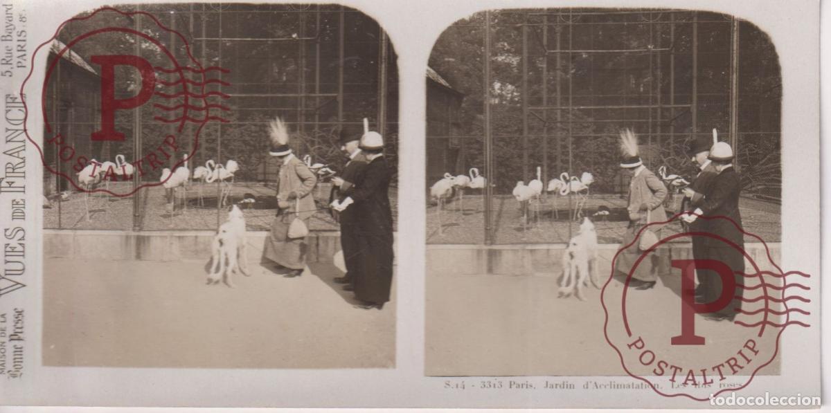 Fotograf&iacute;a antigua: VUES DE FRANCE. PARIS. JARDIN DACCLIMATATION. LES IBIS ROSES. ESTEROSCOPICA ST&Eacute;R&Eacute;OSCOPIQUE STEREOSC