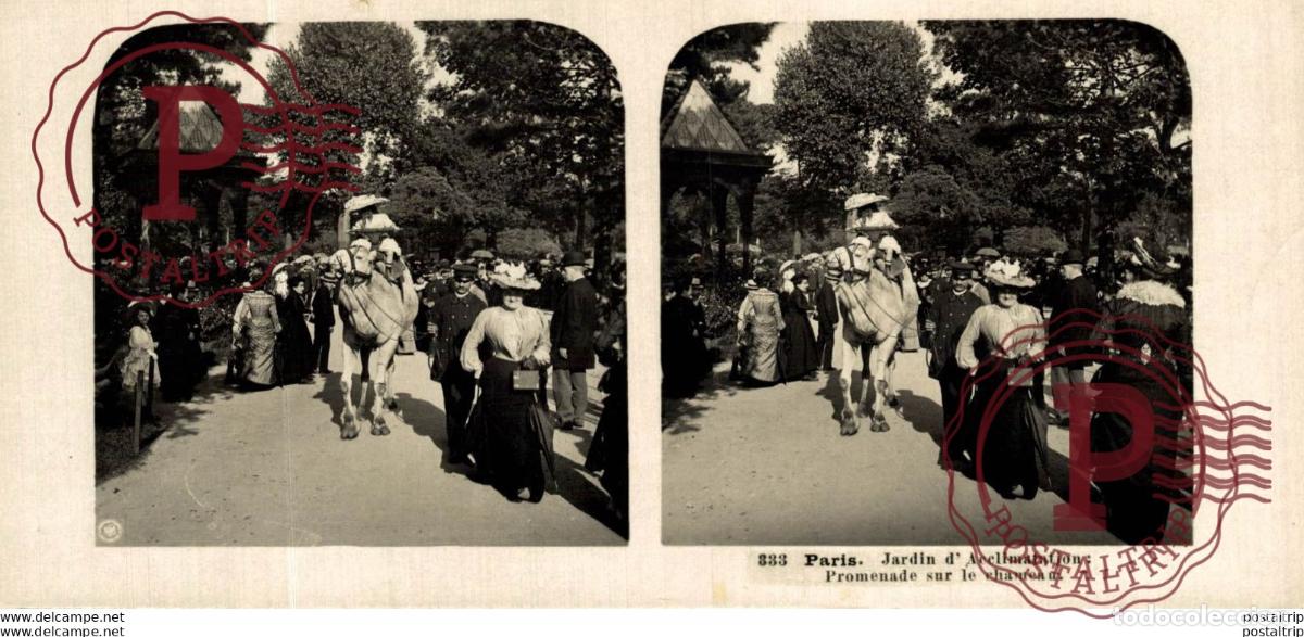 Photographie ancienne: FRANCIA FRANCE. PARIS. JARDIN DACCLIMATATION PROMENADE SUR LE CHAMEAU - ESTEREOSCOPICA - ST&Eacute;R&Eacute;OSCO