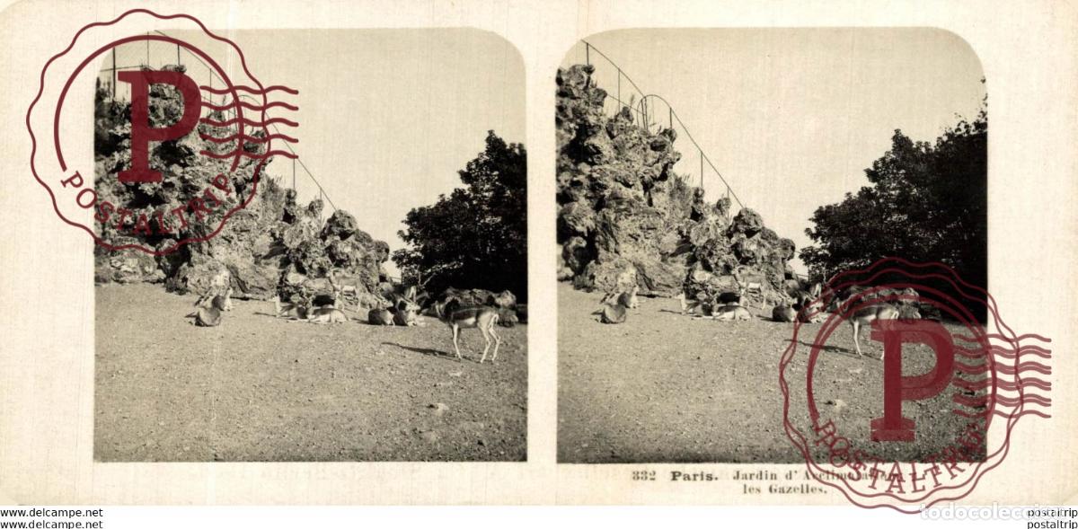 Antique Photography: FRANCIA FRANCE. PARIS. JARDIN DACCLIMATATION LES GAZELLES - ESTEREOSCOPICA - ST&Eacute;R&Eacute;OSCOPIQUE - STER