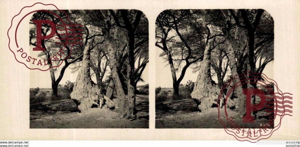 Fotografia antica: SUD WEST AFRIKA OMARURU TERMITENHAUFEN - ESTEREOSCOPICA - ST&Eacute;R&Eacute;OSCOPIQUE - STEREOSCOPIC