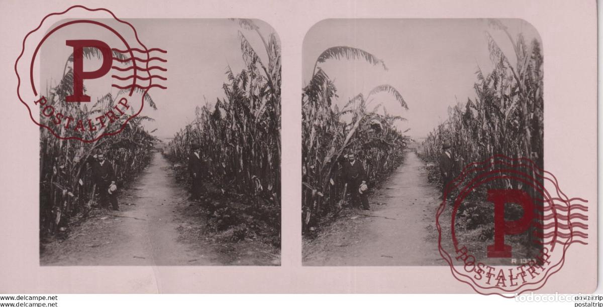 Fotografia antica: ALGERIA. ALGIER. PLANTATION DE BANANES - ESTEREOSCOPICA - ST&Eacute;R&Eacute;OSCOPIQUE - STEREOSCOPIC