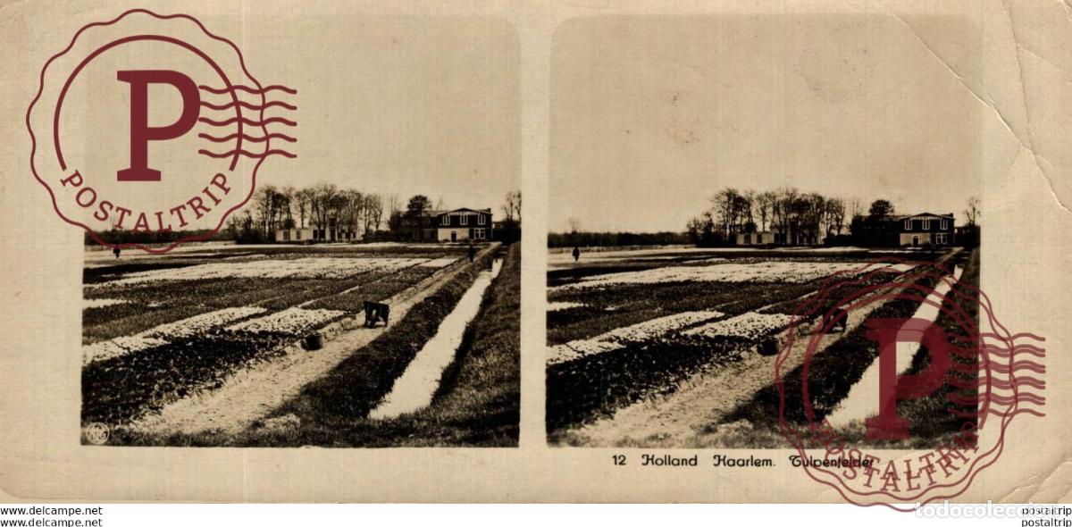Fotografia antica: HOLANDA. HOLLAND. HAARLEM. TULPENFELDER. - ESTEREOSCOPICA - ST&Eacute;R&Eacute;OSCOPIQUE - STEREOSCOPIC
