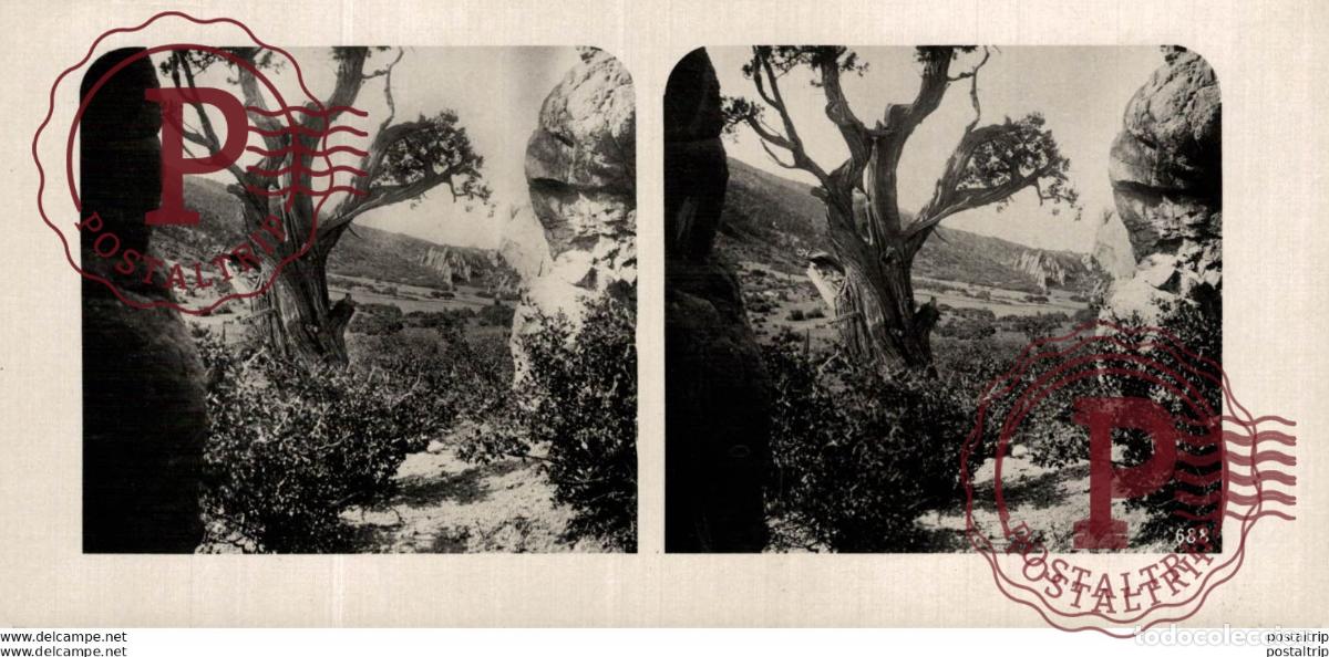 Fotografia antica: USA. IM GOTTERGATEN COLORADO. A SECTION OF TREES. - ESTEREOSCOPICA - ST&Eacute;R&Eacute;OSCOPIQUE - STEREOSCOPIC