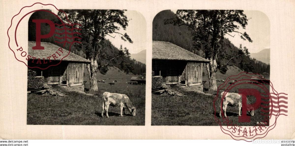 Alte Fotografie: SUIZA SWITZERLAND. AUF DER GSCHWANDEN MAD ALP. -ESTEREOSCOPICA - ST&Eacute;R&Eacute;OSCOPIQUE - STEREOSCOPIC