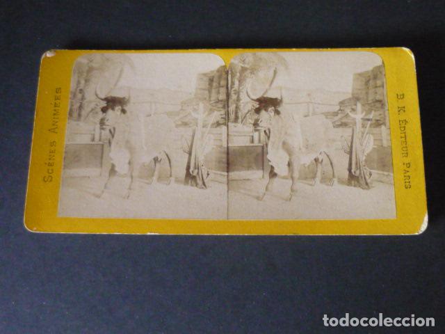 Fotografia antiga: VACA DISECADA VISTA ESTEREOSCOPICA SIGLO XIX