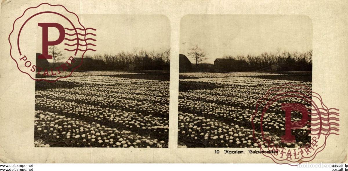 Photographie ancienne: 10 Haarlem Tulpenvelden. ESTEREOSCOPICA. ST&Eacute;R&Eacute;OSCOPIQUE. STEREOSCOPIC