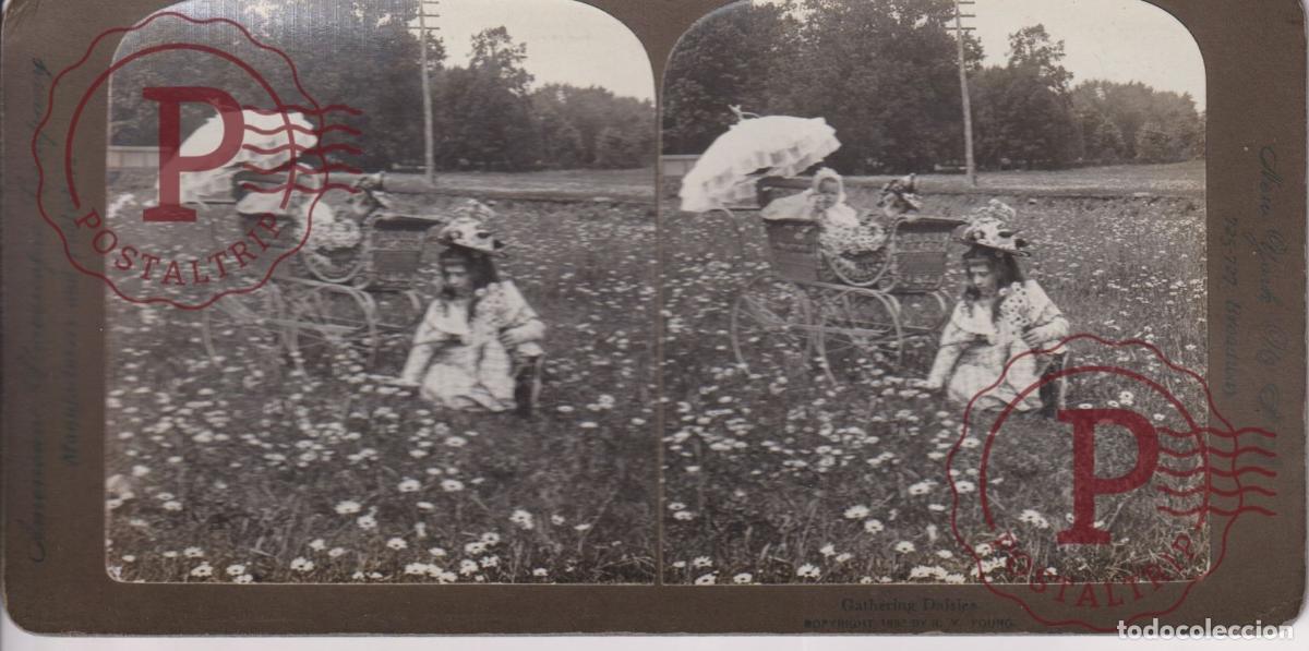 Photographie ancienne: GATHERING DAISIES. ESTEREOSCOPICA. AMERICANS STEREOSCOPIC. +-18X9CM