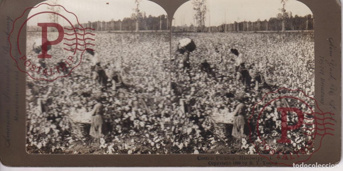 Photographie ancienne: USA MISSISSIPPI. PICKING COTTON. ESTEREOSCOPICA AMERICANS STEREOSCOPIC +-18X9CM