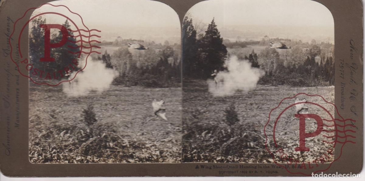 Photographie ancienne: USA A WING SHOT. QUAIL HUNTING IN THE WEST. CAZA. CAZE. ESTEREOSCOPICA AMERICANS STEREOSCOPIC +-18X