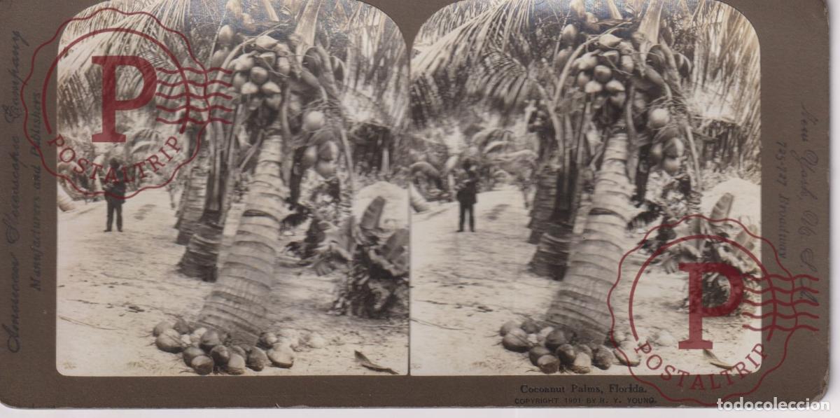 Photographie ancienne: USA FLORIDA. COCCANUT PALMS. ESTEREOSCOPICA AMERICANS STEREOSCOPIC +-18X9CM