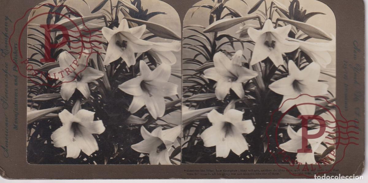 Fotograf&iacute;a antigua: FLORES. FLOWERS. FLEURS. ESTEREOSCOPICA STEREOSCOPIC +-18X9CM