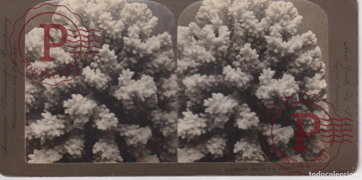 Fotograf&iacute;a antigua: CORAL. SEA. MAR. MER. ESTEREOSCOPICA STEREOSCOPIC +-18X9CM