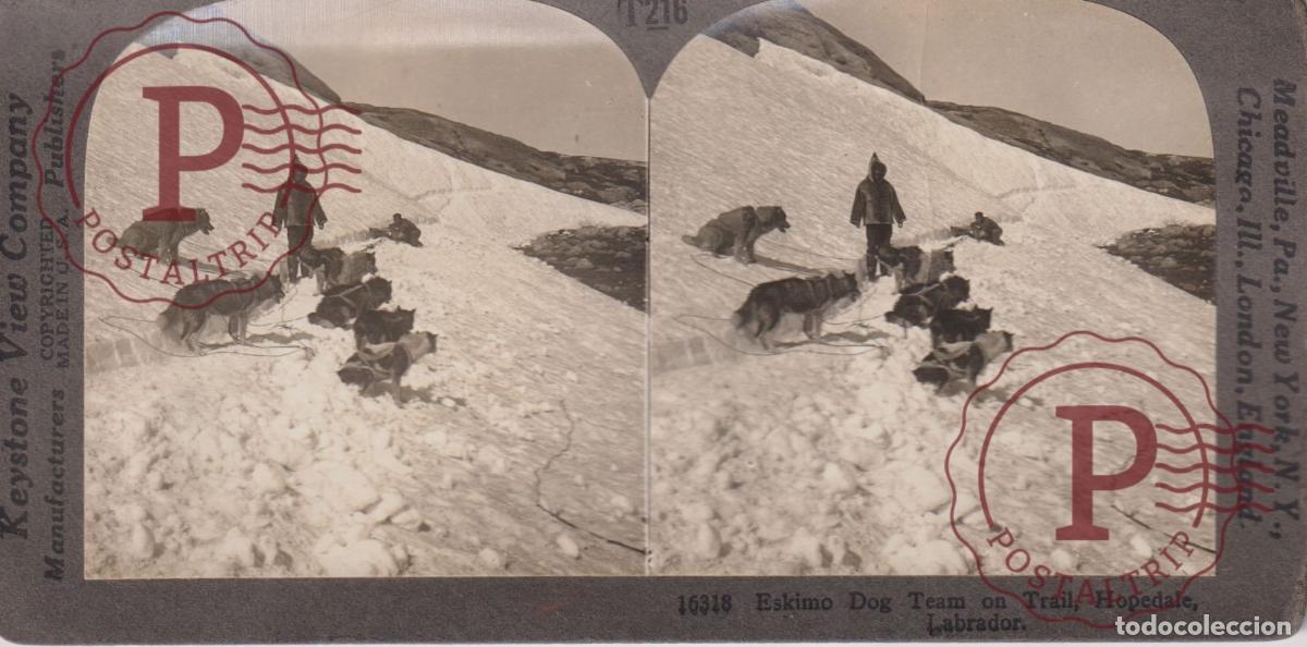 Fotograf&iacute;a antigua: ESKIMO DOG. TEAM ON TRAIL. HOPEDALE. LABRADOR. NORTH AMERICA. ESTEROSCOPICA ST&Eacute;R&Eacute;OSCOPIQUE STEREOSCO