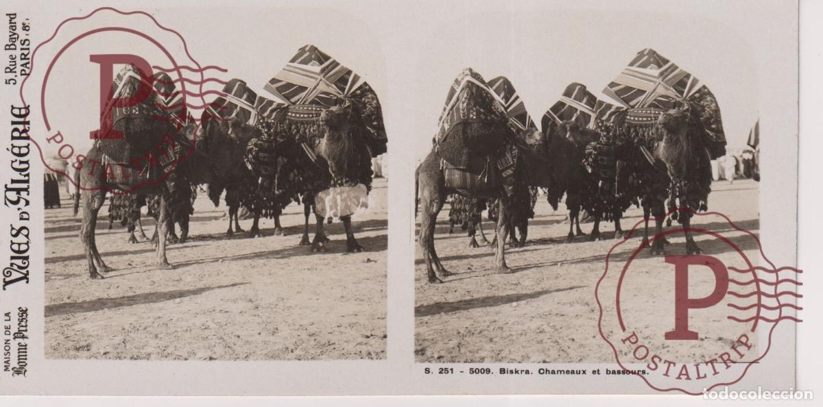 Fotograf&iacute;a antigua: VUES DALGERIE. ARGELIA. BISKRA. CHAMEAUX ET BASSOURS. CAMELLOS. ESTEROSCOPICA ST&Eacute;R&Eacute;OSCOPIQUE STEREO