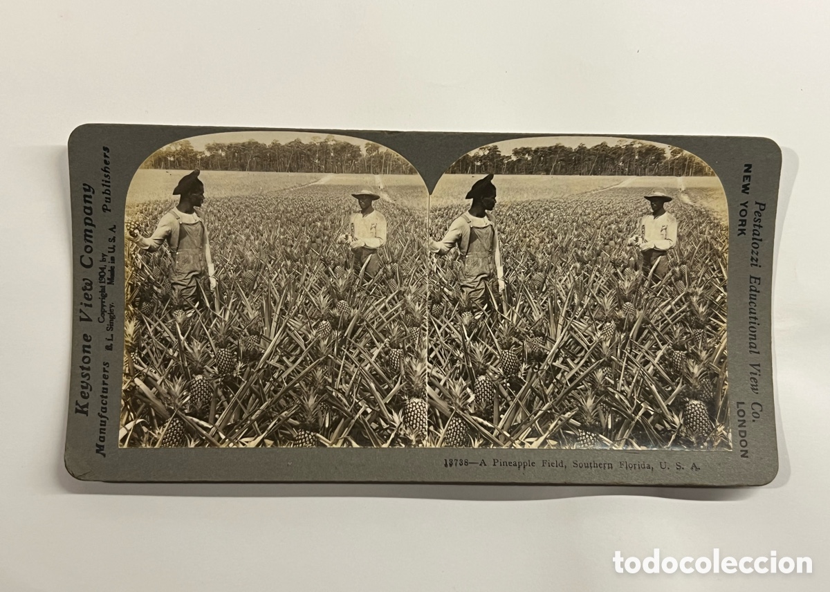 Fotograf&iacute;a antigua: ESTEREOSC&Oacute;PICA Keystone View Company titulada A Pineapple Field, Southern Florida, U.S.A.