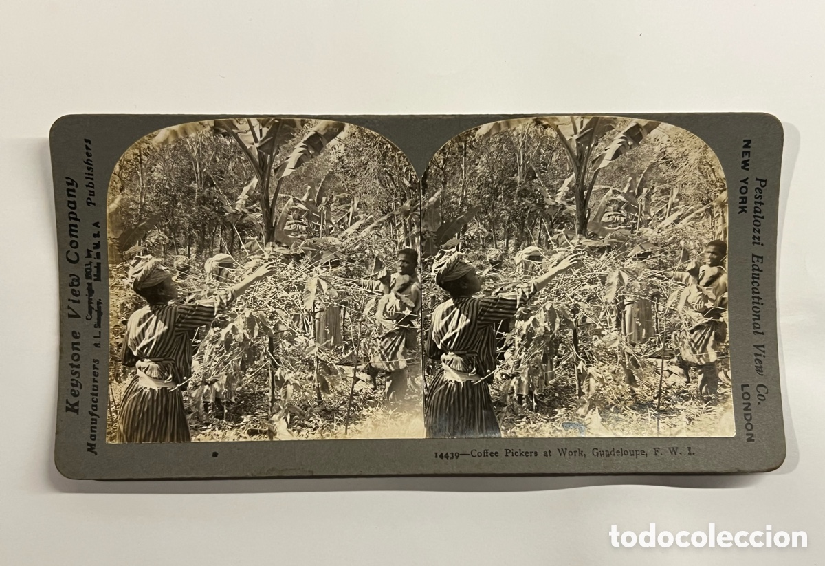 Fotograf&iacute;a antigua: ESTEREOSC&Oacute;PICA Keystone View Company que muestra a recolectores de caf&eacute; en Guadalupe