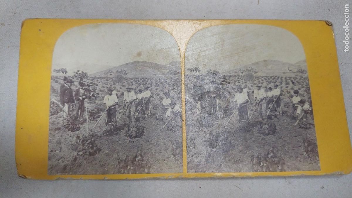 Fotograf&iacute;a antigua: Fotograf&iacute;a estereoscopica viticultores Malaga