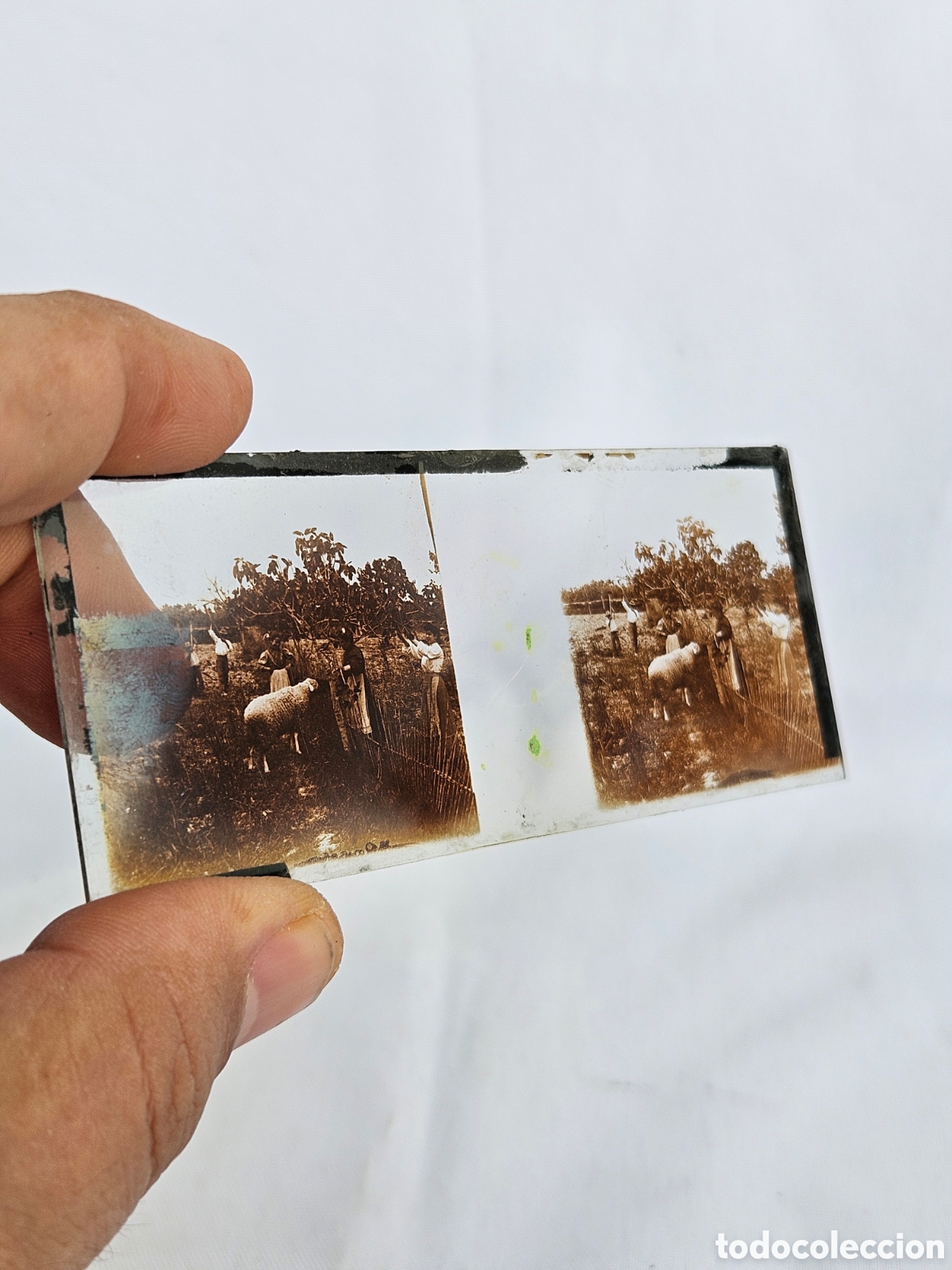Fotograf&iacute;a antigua: FOTO ESTEREOSCOPICA EN CRISTAL. PASTOR CON OVEJAS