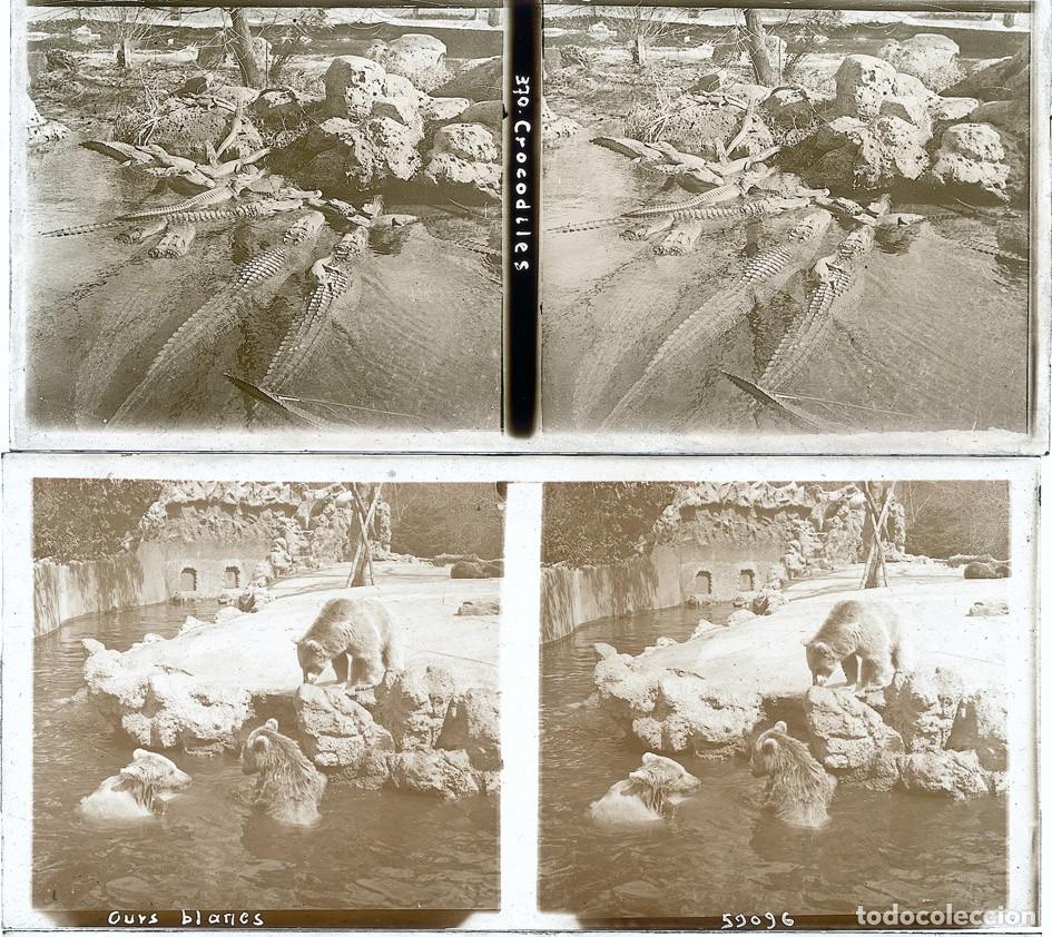 Fotograf&iacute;a antigua: ZOOLOGICO LOTE DE 13 ESTEREOSCOPICAS DE CRISTAL CON SU CAJA FORMATO 6 x 13 CM.