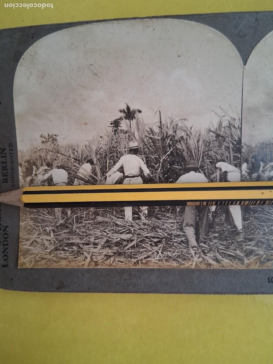 Fotograf&iacute;a antigua: PUERTO RICO, USA. CUTTING THE SUGAR. CORTANDO AZUCAR.