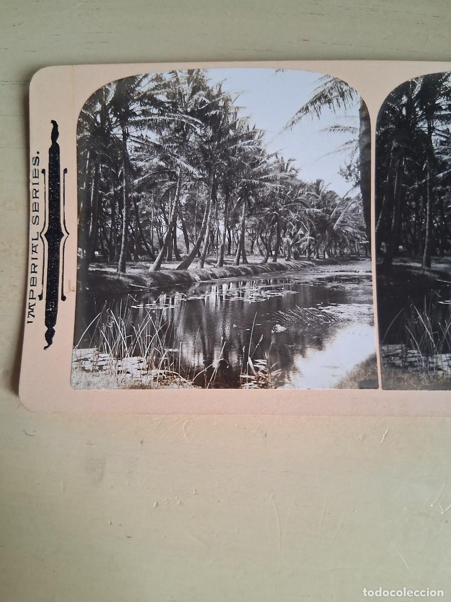 Fotograf&iacute;a antigua: HAWAIIAN ISLANDS, COCOA PALMS. A&Ntilde;O 1902