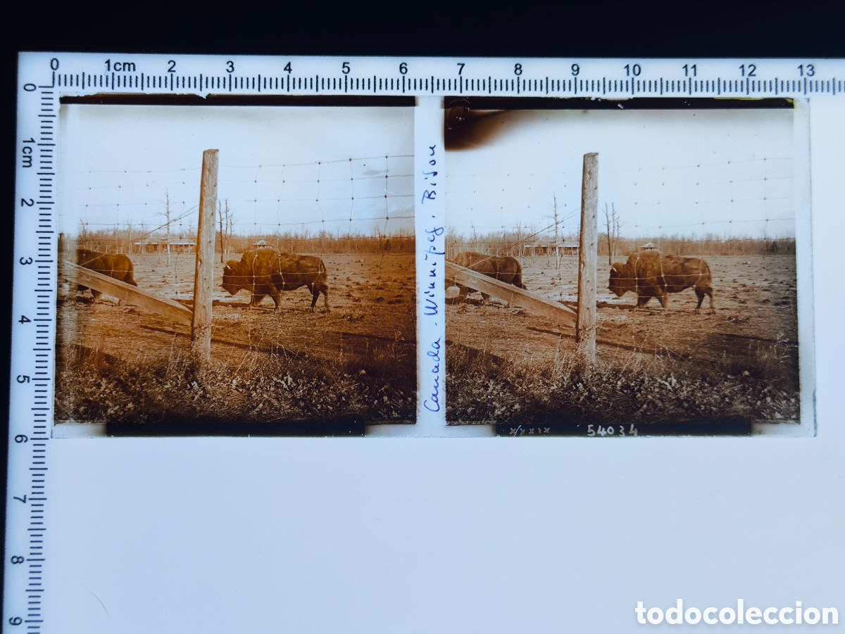 Fotograf&iacute;a antigua: Antigua placa cristal vidrio estereosc&oacute;pico Bisonte Americano Winnipeg Manitoba Canad&aacute;