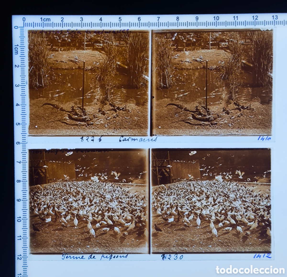 Fotograf&iacute;a antigua: Antigua placa cristal vidrio estereosc&oacute;pico Cr&iacute;a Caimanes Granja Palomas Los &Aacute;ngeles Estados Unidos