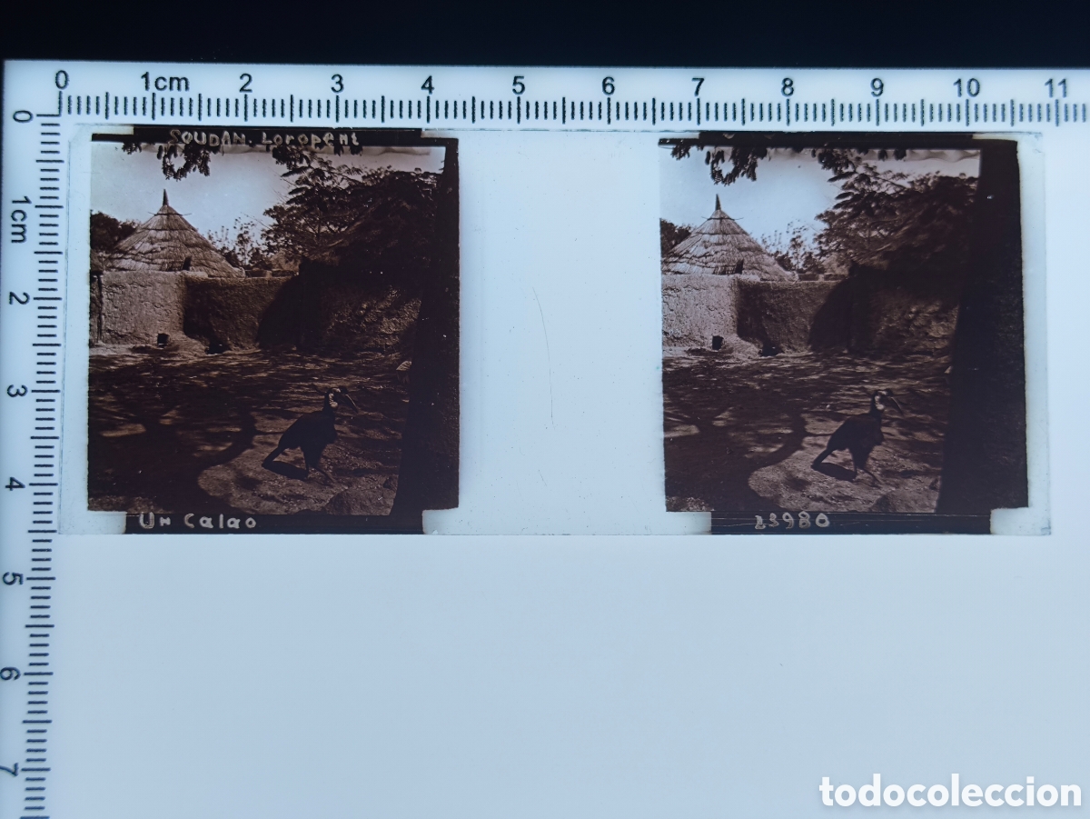 Fotograf&iacute;a antigua: Antigua placa cristal vidrio estereosc&oacute;pico Colonia &Aacute;frica Francesa Un Calao Loropeni Sud&aacute;n