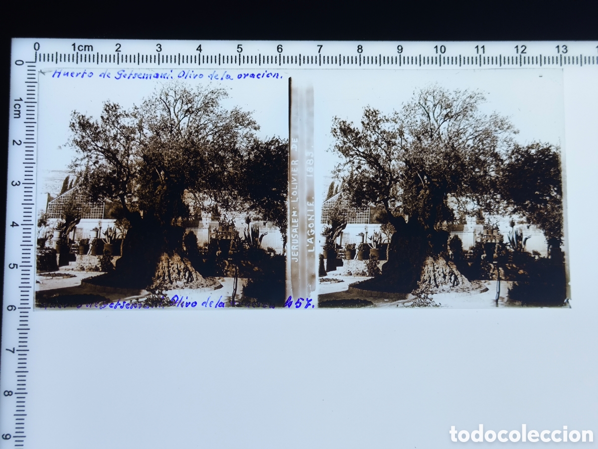 Fotograf&iacute;a antigua: Antigua placa cristal vidrio estereosc&oacute;pico Olivo de la Agon&iacute;a Huerto Getseman&iacute; Jerusal&eacute;n Palestina