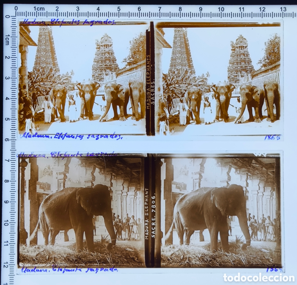 Antique Photography: Antiguas placa cristal vidrio estereosc&oacute;pico Elefantes Sagrados Templo Meenakshi Amman Madurai India