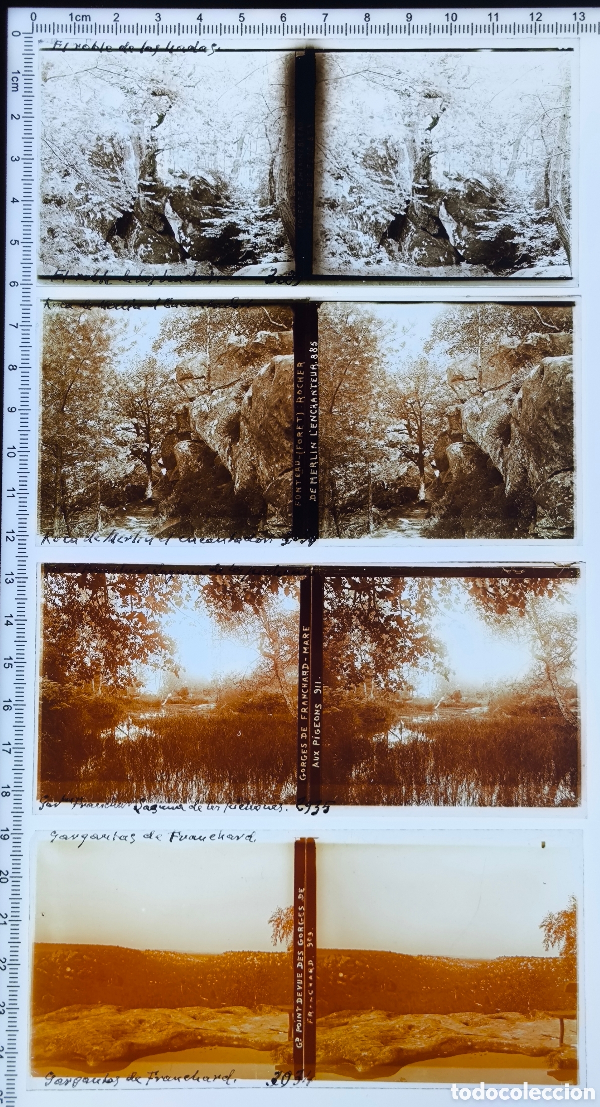 Fotografia antica: Antiguas placas cristal vidrio estereosc&oacute;pico Distintas Vistas Bosque de Fontainebleau Francia