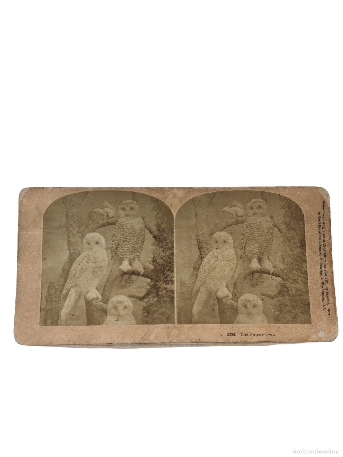 Foto Estereoscópica Antigua. The Snowy Owl Búhos Nivales Taxidermia James A. ...